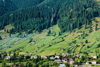 A Farm Field On An Urban Forest