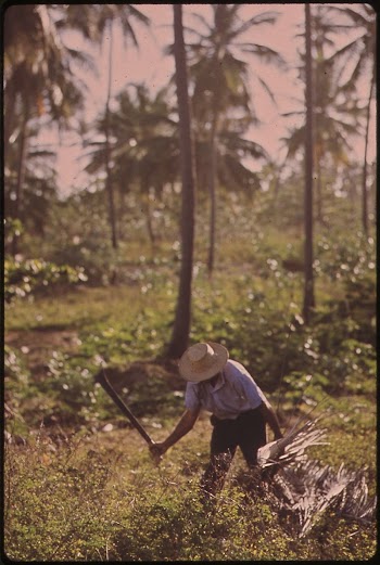 A Farmer Clears His Land | Free Photo - rawpixel
