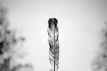 A feather