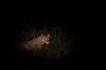 A female leopard is illuminated | Free Photo - rawpixel