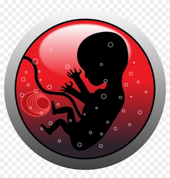 A Fetus In The Womb Hears Mostly Low-frequency Sounds, - Baby On Board 60" Curtains