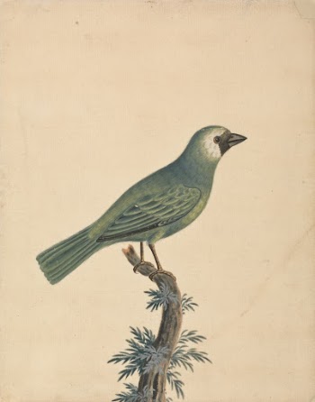 A Finch | Free Photo - rawpixel