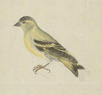 A Finch (Siskin?) | Free Photo - rawpixel
