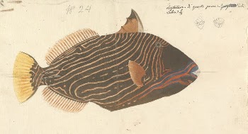 A Fish by Luigi Balugani | Free Photo - rawpixel