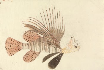 A Fish by Luigi Balugani | Free Photo - rawpixel