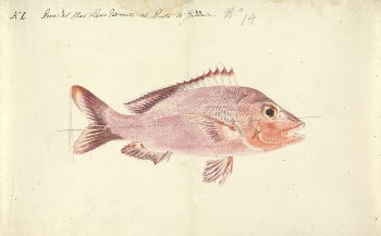 A Fish from the Red | Free Photo - rawpixel
