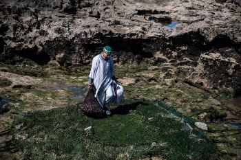 A fisherman collects clams in the coastal town of Essouira, Morocco 