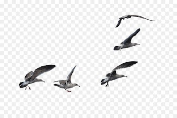 A Flock Of Seagulls Bird European herring gull A Flock Of Seagulls - bird 