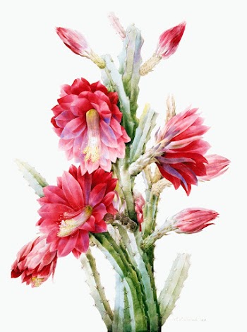 A Flowering Cactus: Heliocereus Speciosus (1813) in high resolution by Pierre&ndash;Joseph Redout&eacute; .Original from the Los Angeles County Museum of Art. Digitally enhanced by rawpixel.