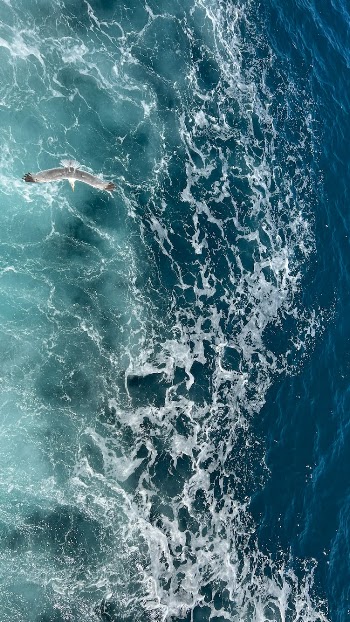 A Flying Bird Over Sea