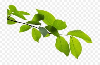 A Force Of Nature - Twig