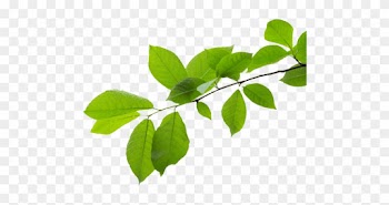 A Force Of Nature - Ulmus Alata