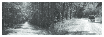 A forest road with dense stands on both sides shading the road ...