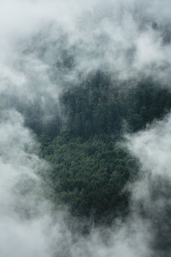 A Forest under White Clouds · Free Stock Photo
