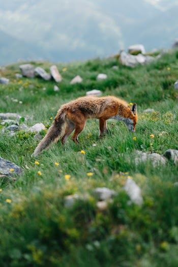 a fox in a field of grass and rocks