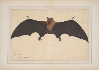A Great Indian Fruit Bat | Free Photo - rawpixel