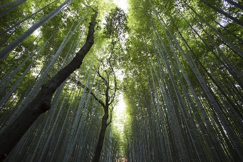 A green canopy of bamboo | Free Photo - rawpixel