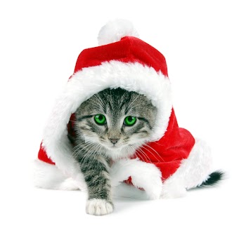A green eyed kitten wearing a Christmas outfit.