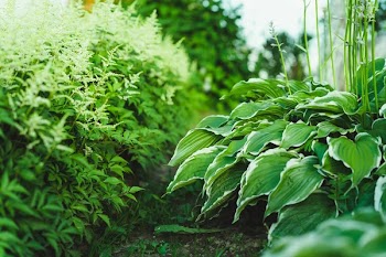 A green garden. parsley