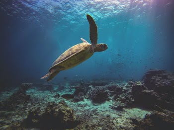 A green sea turtle gliding through the ocean during a dive in Sipidan, Malaysian Borneo.