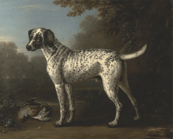 A Grey Spotted Hound (1738) | Free Photo - rawpixel