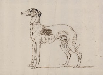 A Greyhound, Facing Left | Free Photo - rawpixel