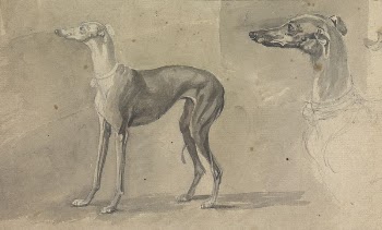 A Greyhound | Free Photo - rawpixel