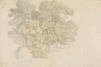 A Group of Trees | Free Photo - rawpixel