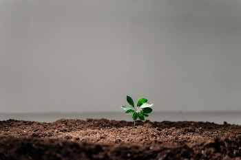 A Growing Plant on a Soil