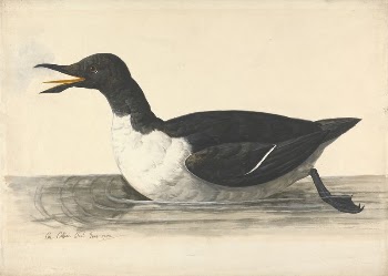 A Guillemot, June 1742 | Free Photo - rawpixel