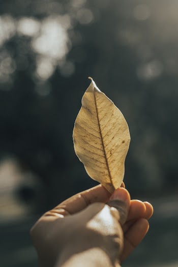 A Hand Holding A Dry Leaf