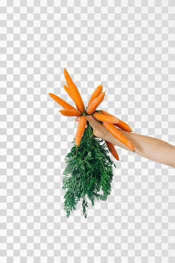 A hand holding bunch of eco organic orange carrot in PNG transparent background - Author @n-voitkevich / Pexels