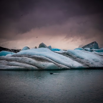 A harbor seal swims past an iceberg in Jokulsarlon glacier lagoon in Iceland. 