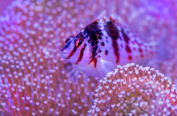 A hawkfish takes a little rest in a soft coral at the Cairns aquarium.
