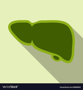 A healthy liver and a liver with cirrhosis vector image