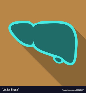 A healthy liver and a liver with cirrhosis vector image