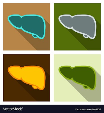 A healthy liver and a liver with cirrhosis vector image