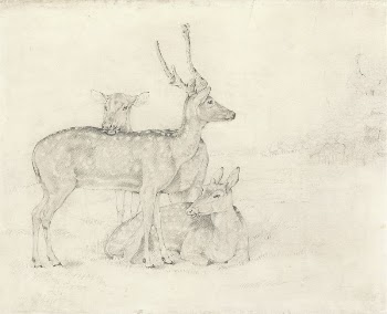 A Herd of Deer Grazing | Free Photo - rawpixel