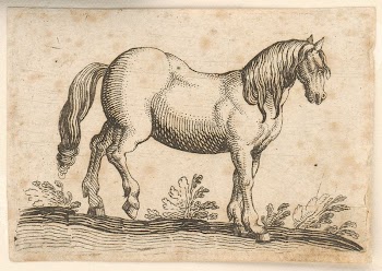 A horse | Free Photo - rawpixel