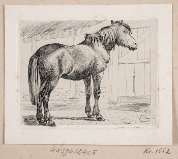 A horse without a halter | Free Photo - rawpixel