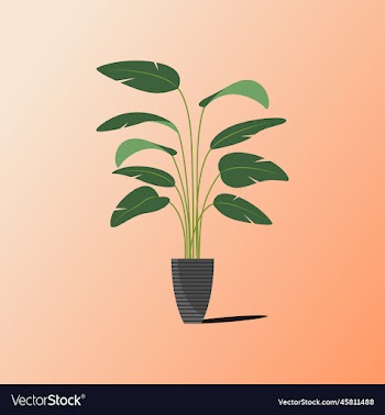 a houseplant in the pot