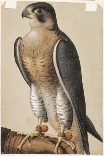 A hunting falcon on a falconer's | Free Photo - rawpixel