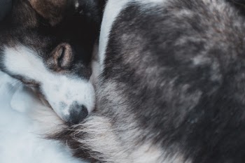 A husky boi sleeping.
IG: instagram.com/febiyanr