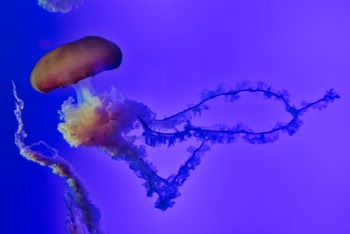 A jellyfish at Ripley's Aquarium in Myrtle Beach, South Carolina.