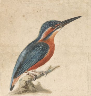 A Kingfisher | Free Photo - rawpixel