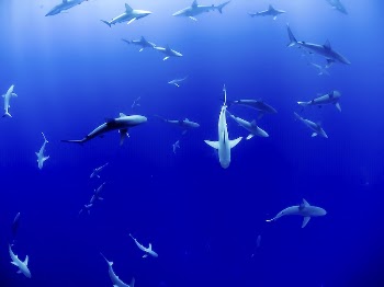 A large group of sharks | Free Photo - rawpixel