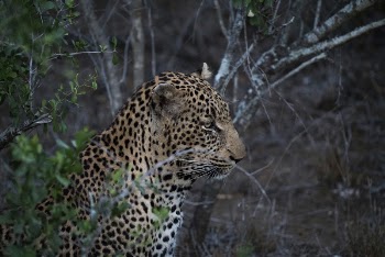 A leopard hiding behind a bush. | Free Photo - rawpixel