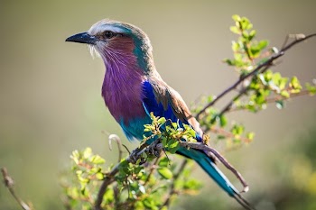 A lilac-breasted roller sits atop | Free Photo - rawpixel