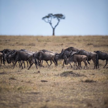 A line of wildebeest makes | Free Photo - rawpixel