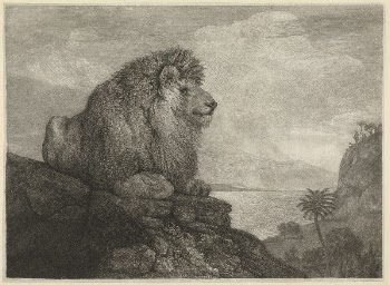 A Lion A Lion resting | Free Photo - rawpixel